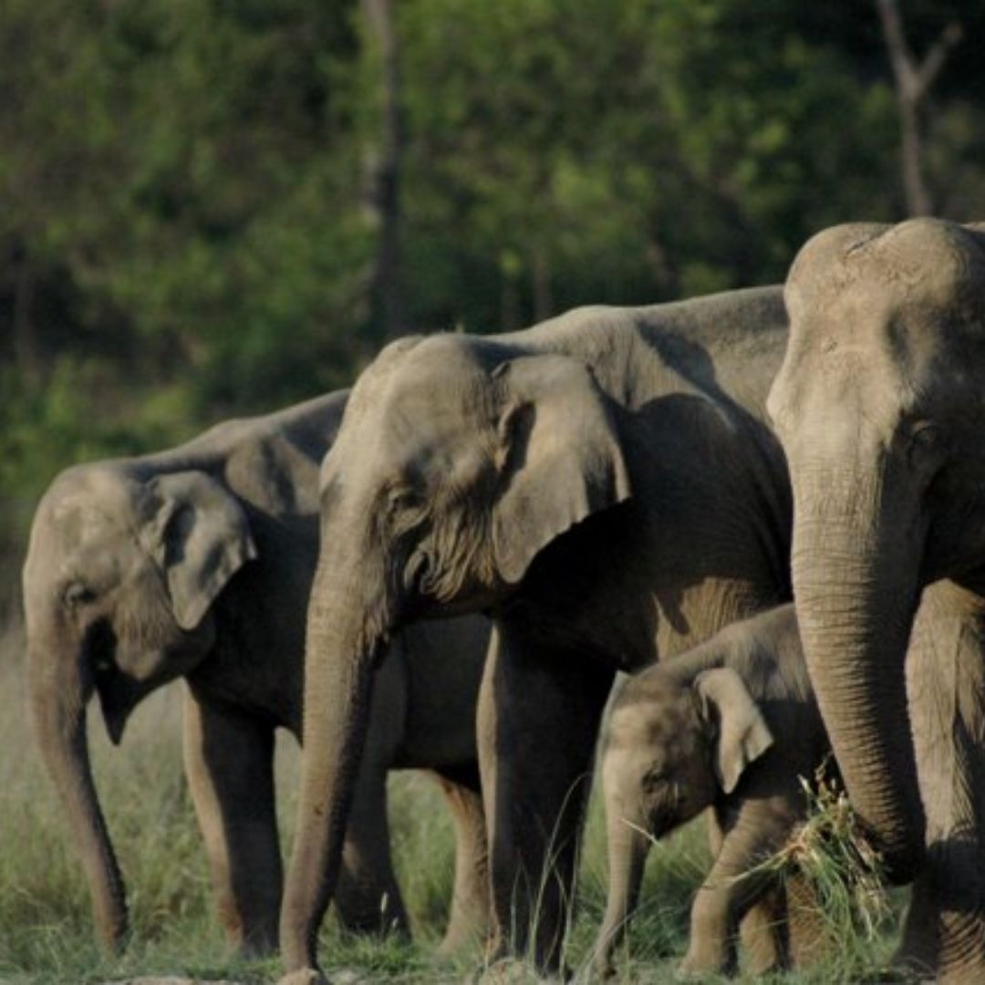 Rajaji National Park